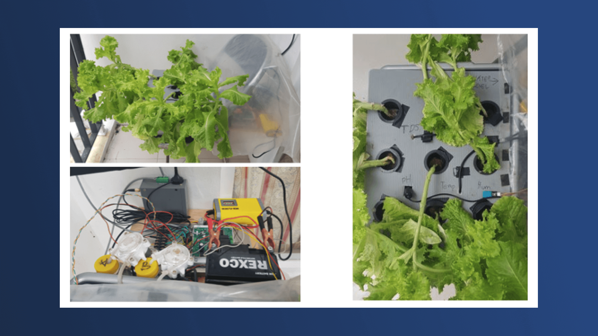 Hydroponic Monitoring and Automatic Control System